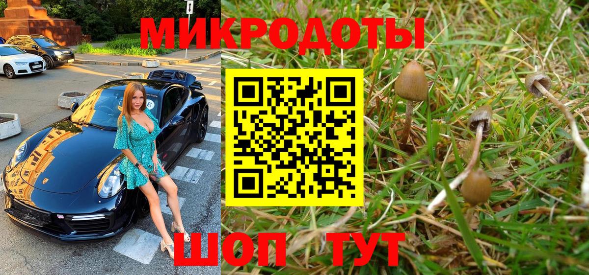 Галлюциногенные грибы Psilocybe Борзя